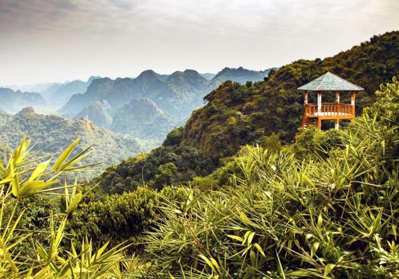 Cuisine amidst the vast forest
